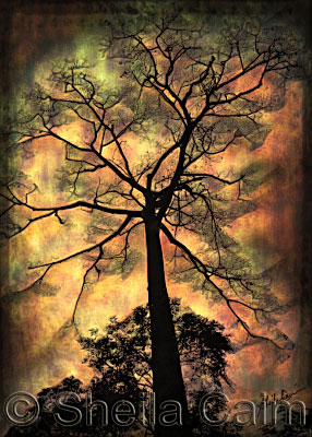 a radiant tree